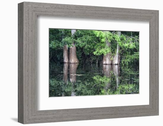 Cedar Trees in Suwannee River, Florida, USA-Sheila Haddad-Framed Photographic Print