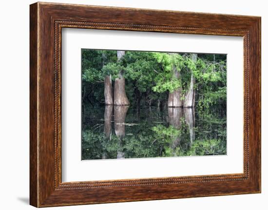 Cedar Trees in Suwannee River, Florida, USA-Sheila Haddad-Framed Photographic Print