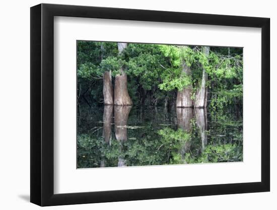 Cedar Trees in Suwannee River, Florida, USA-Sheila Haddad-Framed Photographic Print