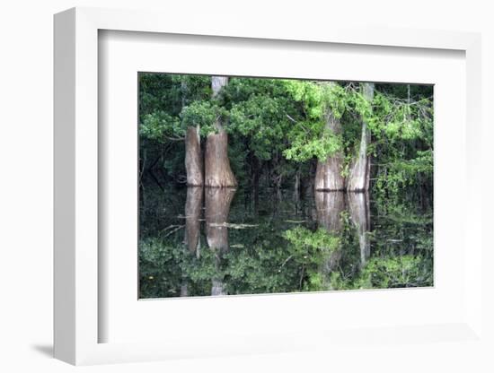 Cedar Trees in Suwannee River, Florida, USA-Sheila Haddad-Framed Photographic Print