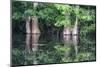 Cedar Trees in Suwannee River, Florida, USA-Sheila Haddad-Mounted Photographic Print