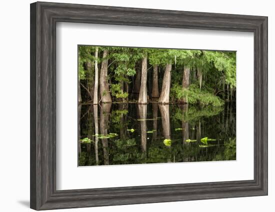 Cedar Trees in Suwannee River, Florida, USA-Sheila Haddad-Framed Photographic Print