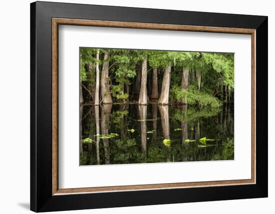 Cedar Trees in Suwannee River, Florida, USA-Sheila Haddad-Framed Photographic Print