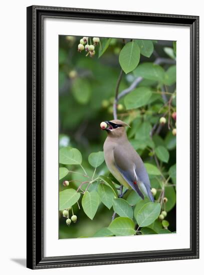 Cedar Waxwing Eating Berry in Serviceberry Bush, Marion, Illinois, Usa-Richard ans Susan Day-Framed Photographic Print