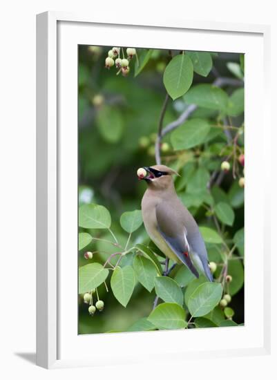 Cedar Waxwing Eating Berry in Serviceberry Bush, Marion, Illinois, Usa-Richard ans Susan Day-Framed Photographic Print