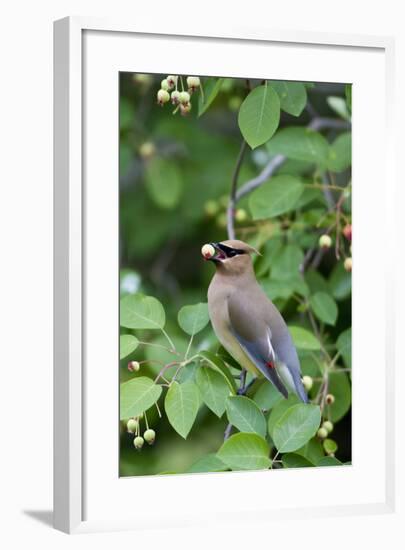Cedar Waxwing Eating Berry in Serviceberry Bush, Marion, Illinois, Usa-Richard ans Susan Day-Framed Photographic Print