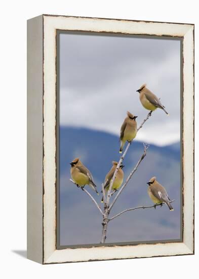 Cedar Waxwing Flock-Ken Archer-Framed Premier Image Canvas