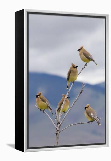 Cedar Waxwing Flock-Ken Archer-Framed Premier Image Canvas