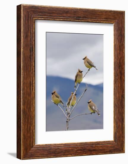 Cedar Waxwing Flock-Ken Archer-Framed Photographic Print