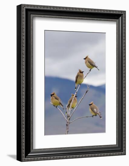 Cedar Waxwing Flock-Ken Archer-Framed Photographic Print