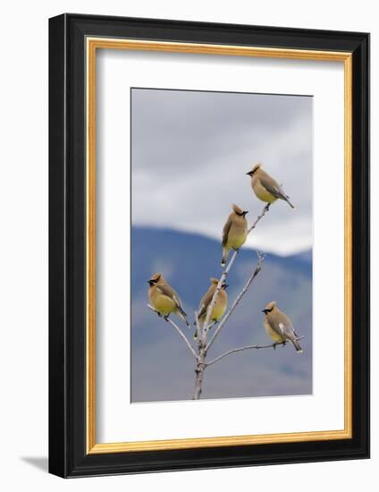 Cedar Waxwing Flock-Ken Archer-Framed Photographic Print