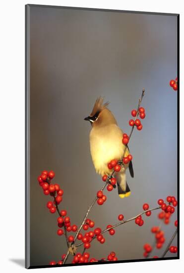 Cedar Waxwing in Common Winterberry, Marion, Il-Richard and Susan Day-Mounted Photographic Print