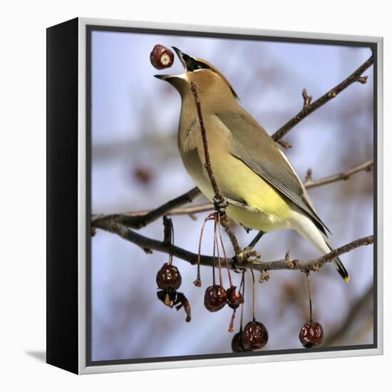 Cedar Waxwing Tosses Up a Fruit from a Flowering Crab Tree at the Town Hall-null-Framed Premier Image Canvas