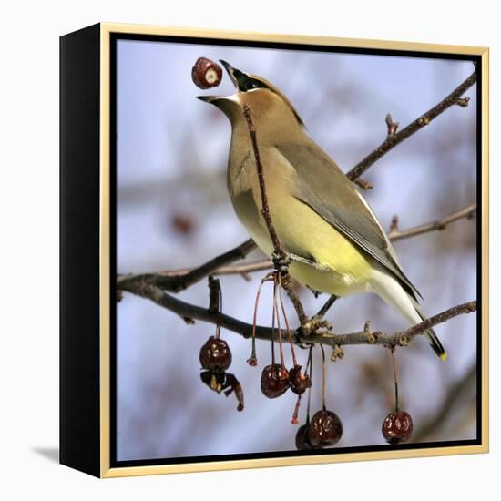 Cedar Waxwing Tosses Up a Fruit from a Flowering Crab Tree at the Town Hall-null-Framed Premier Image Canvas