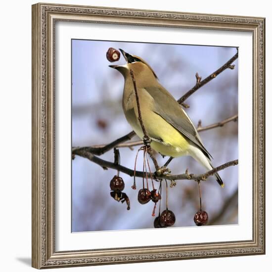 Cedar Waxwing Tosses Up a Fruit from a Flowering Crab Tree at the Town Hall-null-Framed Photographic Print