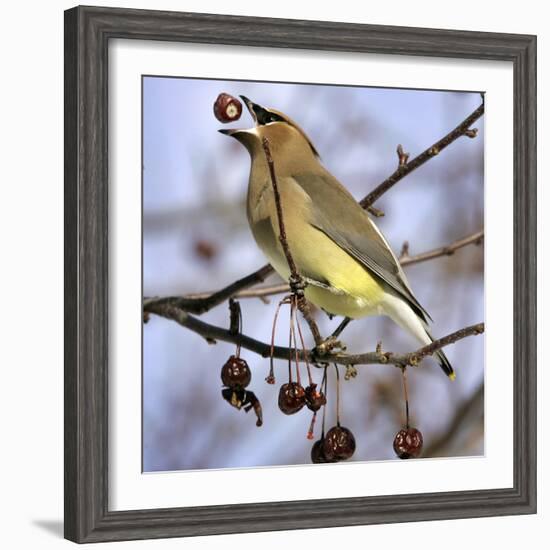 Cedar Waxwing Tosses Up a Fruit from a Flowering Crab Tree at the Town Hall-null-Framed Photographic Print