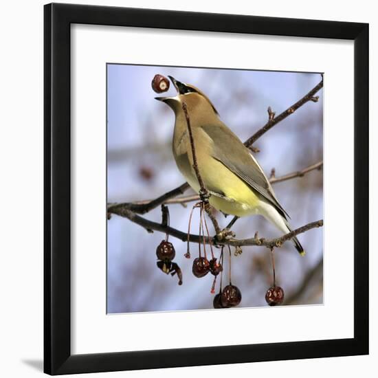 Cedar Waxwing Tosses Up a Fruit from a Flowering Crab Tree at the Town Hall-null-Framed Photographic Print