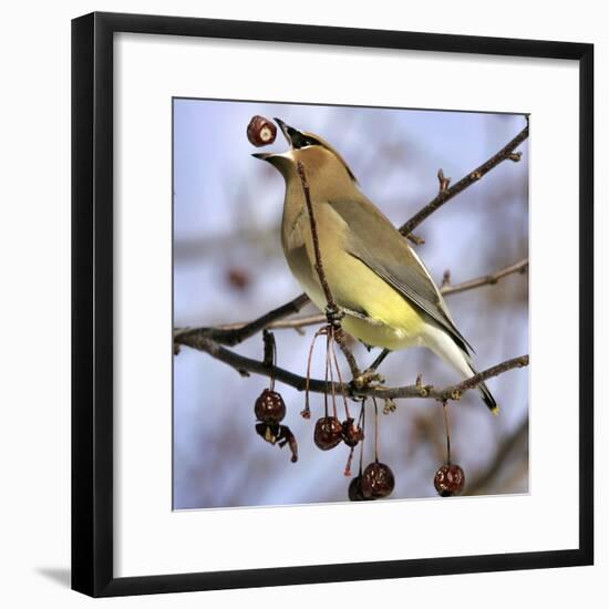 Cedar Waxwing Tosses Up a Fruit from a Flowering Crab Tree at the Town Hall-null-Framed Photographic Print