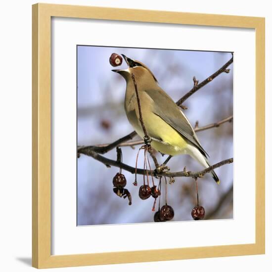 Cedar Waxwing Tosses Up a Fruit from a Flowering Crab Tree at the Town Hall-null-Framed Photographic Print