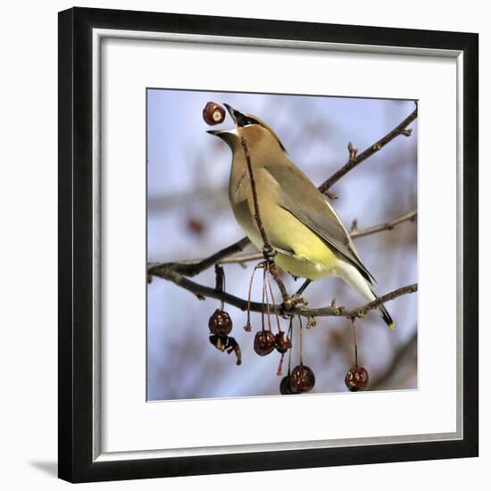 Cedar Waxwing Tosses Up a Fruit from a Flowering Crab Tree at the Town Hall-null-Framed Photographic Print
