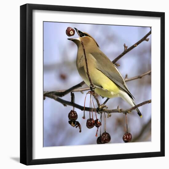 Cedar Waxwing Tosses Up a Fruit from a Flowering Crab Tree at the Town Hall-null-Framed Photographic Print