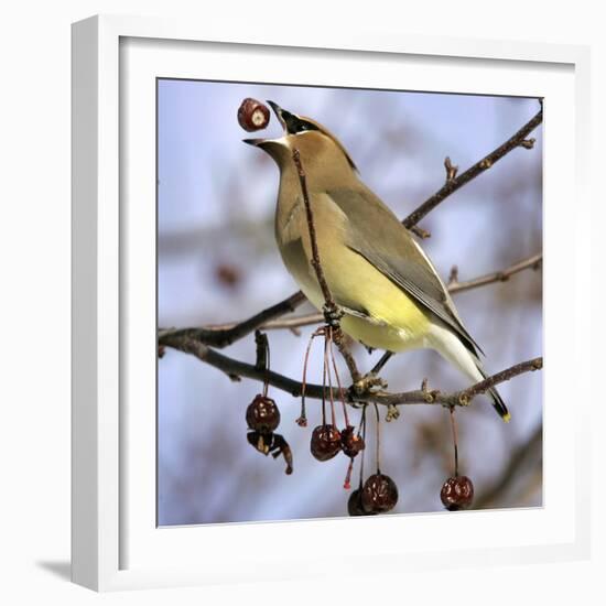 Cedar Waxwing Tosses Up a Fruit from a Flowering Crab Tree at the Town Hall-null-Framed Photographic Print