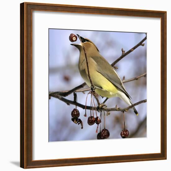 Cedar Waxwing Tosses Up a Fruit from a Flowering Crab Tree at the Town Hall-null-Framed Photographic Print