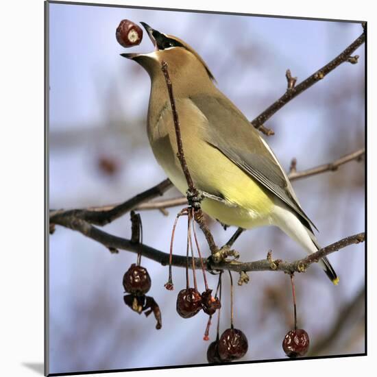 Cedar Waxwing Tosses Up a Fruit from a Flowering Crab Tree at the Town Hall-null-Mounted Photographic Print