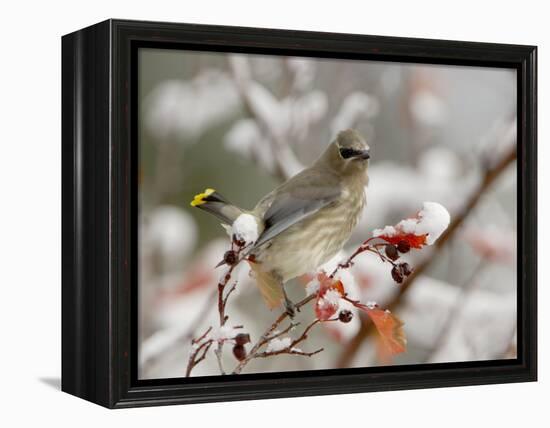 Cedar Waxwing, Young on Hawthorn with Snow, Grand Teton National Park, Wyoming, USA-Rolf Nussbaumer-Framed Premier Image Canvas