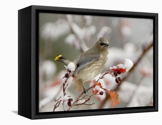 Cedar Waxwing, Young on Hawthorn with Snow, Grand Teton National Park, Wyoming, USA-Rolf Nussbaumer-Framed Premier Image Canvas