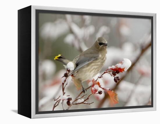 Cedar Waxwing, Young on Hawthorn with Snow, Grand Teton National Park, Wyoming, USA-Rolf Nussbaumer-Framed Premier Image Canvas