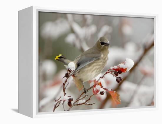 Cedar Waxwing, Young on Hawthorn with Snow, Grand Teton National Park, Wyoming, USA-Rolf Nussbaumer-Framed Premier Image Canvas