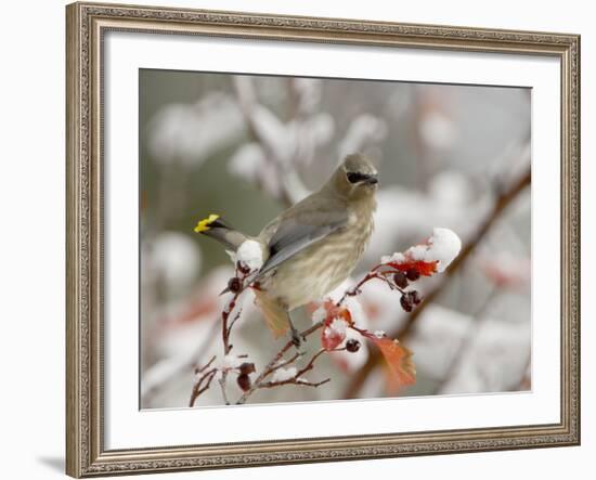 Cedar Waxwing, Young on Hawthorn with Snow, Grand Teton National Park, Wyoming, USA-Rolf Nussbaumer-Framed Photographic Print