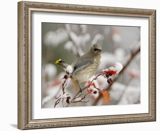 Cedar Waxwing, Young on Hawthorn with Snow, Grand Teton National Park, Wyoming, USA-Rolf Nussbaumer-Framed Photographic Print