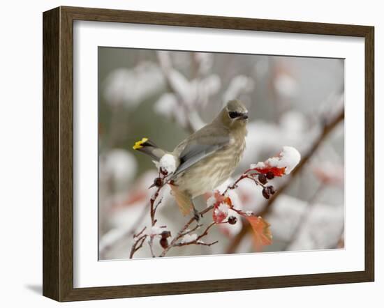 Cedar Waxwing, Young on Hawthorn with Snow, Grand Teton National Park, Wyoming, USA-Rolf Nussbaumer-Framed Photographic Print