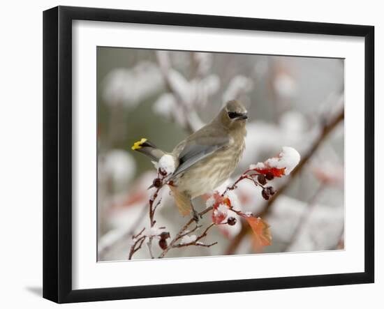 Cedar Waxwing, Young on Hawthorn with Snow, Grand Teton National Park, Wyoming, USA-Rolf Nussbaumer-Framed Photographic Print