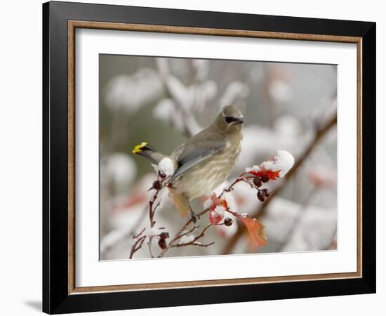 Cedar Waxwing, Young on Hawthorn with Snow, Grand Teton National Park, Wyoming, USA-Rolf Nussbaumer-Framed Photographic Print