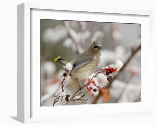 Cedar Waxwing, Young on Hawthorn with Snow, Grand Teton National Park, Wyoming, USA-Rolf Nussbaumer-Framed Photographic Print