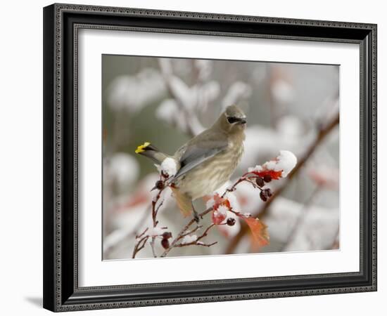 Cedar Waxwing, Young on Hawthorn with Snow, Grand Teton National Park, Wyoming, USA-Rolf Nussbaumer-Framed Photographic Print