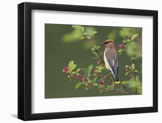 Cedar Waxwing-Ken Archer-Framed Photographic Print