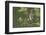 Cedar Waxwing-Ken Archer-Framed Photographic Print