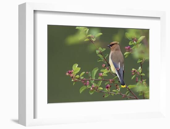 Cedar Waxwing-Ken Archer-Framed Photographic Print