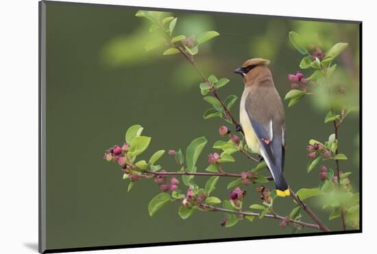 Cedar Waxwing-Ken Archer-Mounted Photographic Print