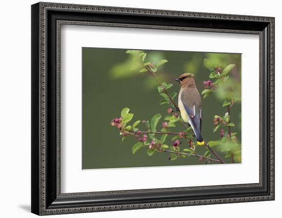 Cedar Waxwing-Ken Archer-Framed Photographic Print