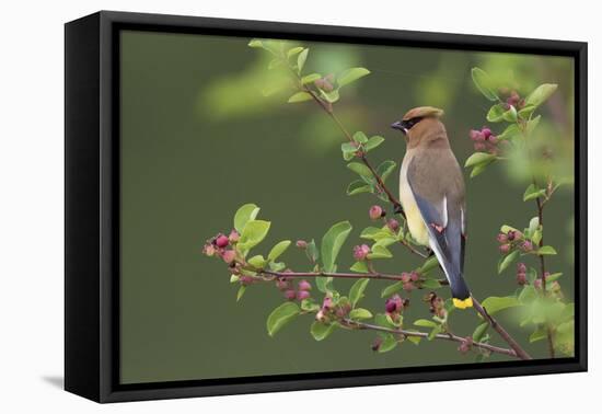 Cedar Waxwing-Ken Archer-Framed Premier Image Canvas