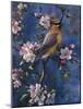 Cedar Waxwing-Jeff Tift-Mounted Giclee Print