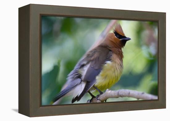 Cedar Waxwing-Lantern Press-Framed Stretched Canvas