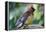 Cedar Waxwing-Lantern Press-Framed Stretched Canvas