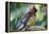 Cedar Waxwing-Lantern Press-Framed Stretched Canvas