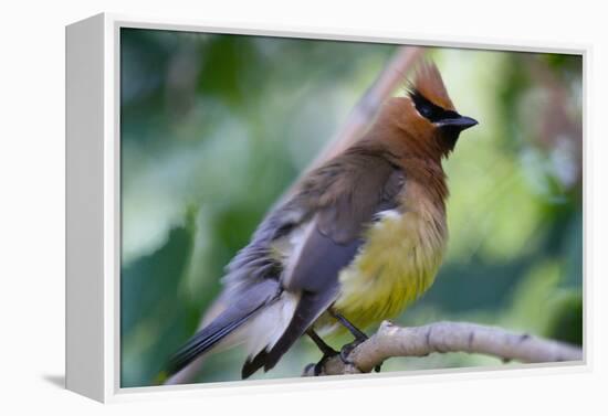 Cedar Waxwing-Lantern Press-Framed Stretched Canvas